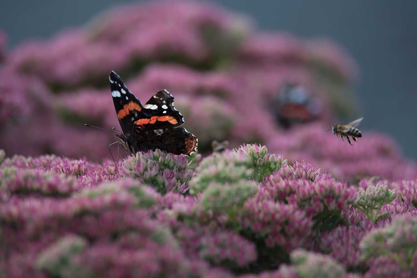 Gründächer als Biodiversitätsoasen 